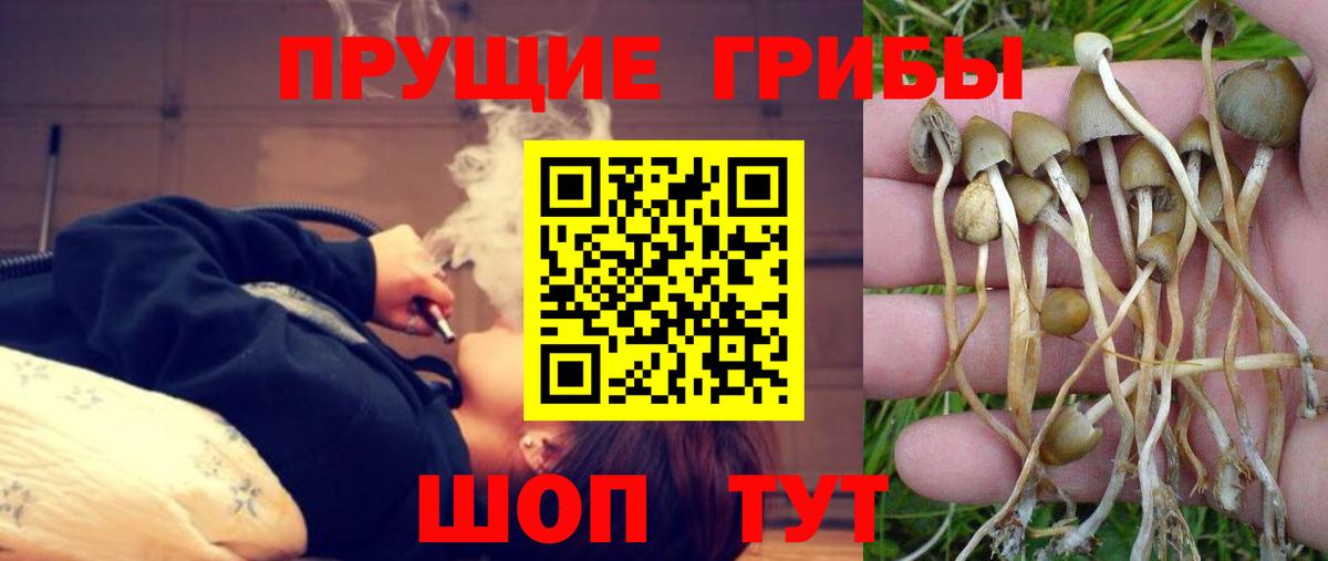 Псилоцибиновые грибы GOLDEN TEACHER  Иваново  Псилоцибиновые грибы Cubensis 